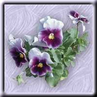 images\pansies2.jpg (26468 bytes)